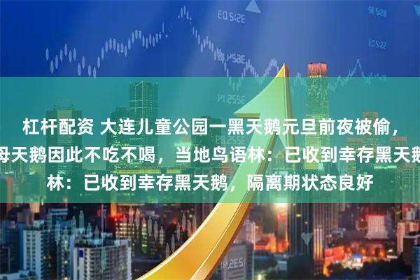 杠杆配资 大连儿童公园一黑天鹅元旦前夜被偷，疑已被宰杀，落单母天鹅因此不吃不喝，当地鸟语林：已收到幸存黑天鹅，隔离期状态良好